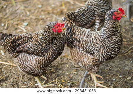 Beautiful Grey Hens On Barnyard. Poultry Farm. Gray Chicken Walkinng In A Farm Garden.