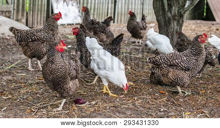 Beautiful Grey And White Hens On Barnyard. Poultry Farm. Chicken Walkinng In A Farm Garden.
