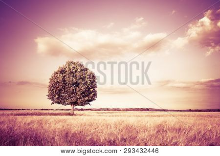 Isolated Tree In A Tuscany Wheatfield - (tuscany - Italy) Toned Image