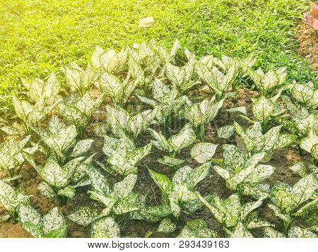Close Up Of Dracena Plant In The Garden