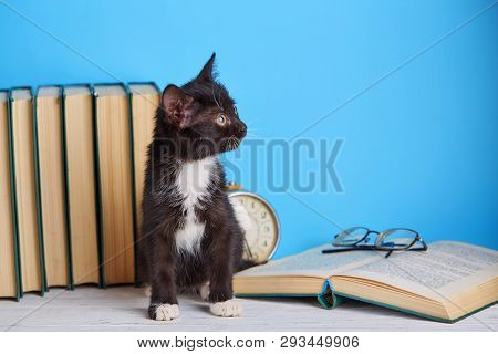 Black And White Kitten On The Table