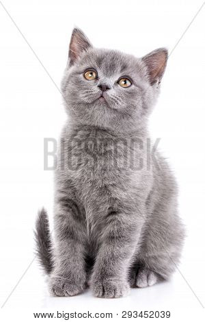 Scottish Straight Kitten. Isolated On A White Background. Gray Kitten On Photo Studio