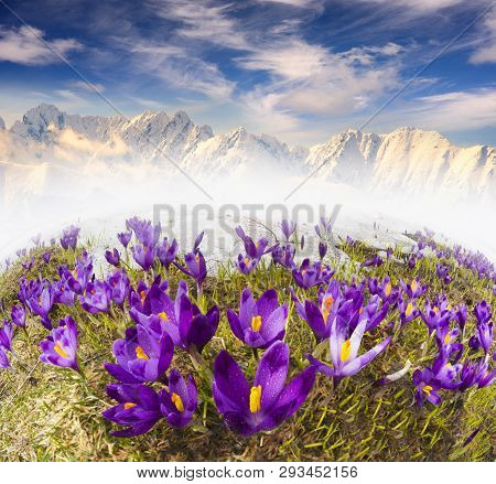 Alpine Crocuses In The Mountain Fields