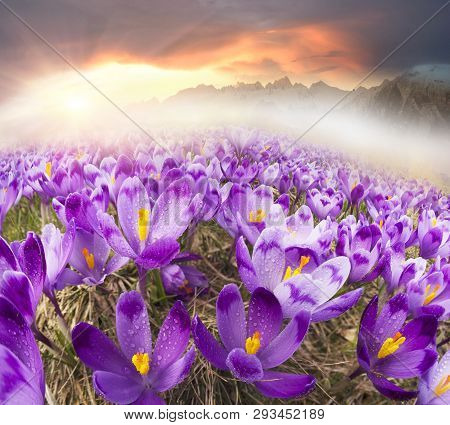 Alpine Crocuses In The Mountain Fields
