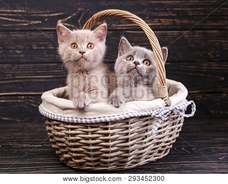 Scottish Straight Kittens. Cats With Decorations. Miles Are Fluffy Kittens