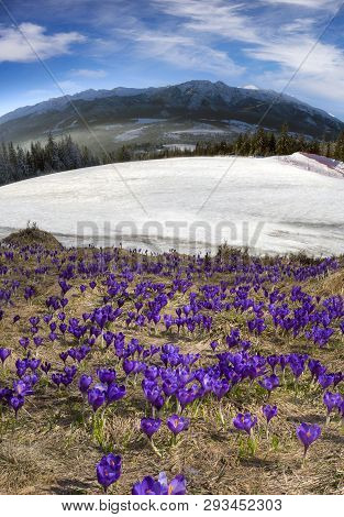 Alpine Crocuses In The Mountain Fields