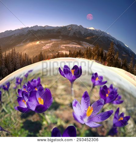 Alpine Crocuses In The Mountain Fields