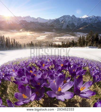 Alpine Crocuses In The Mountain Fields