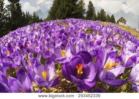 Crocuses - Snowy Flowers Of Spring