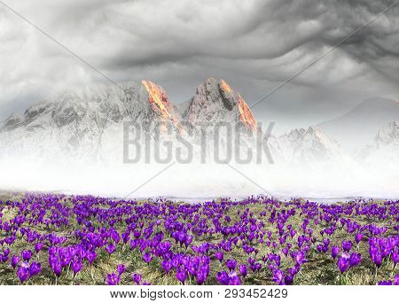Alpine Crocuses In The Mountain Fields