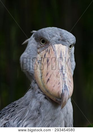 The Shoebill ,balaeniceps Rex, Also Known As Whalehead Or Shoe-billed Stork Portrait Looking At The 