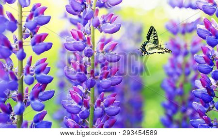 Natural Background With Beautiful Butterfly Machaon Flying In The Summer Garden Next To The Bright L
