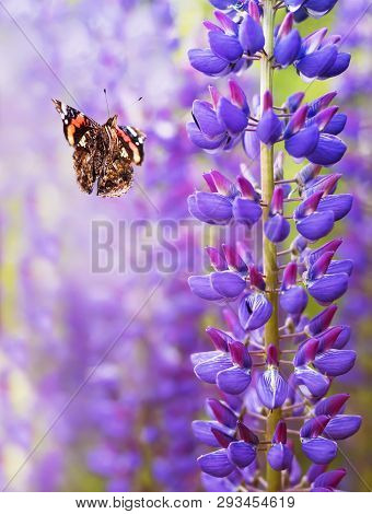 Natural Vertical Background With Beautiful Butterfly Admiral Flying For Nectar In The Summer Garden