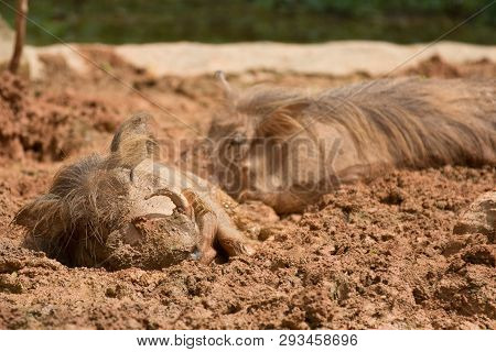 Couple Common Warthogs ,phacochoerus Africanus, Enjoyes A Mudbath In The Sun. Selective Focus.