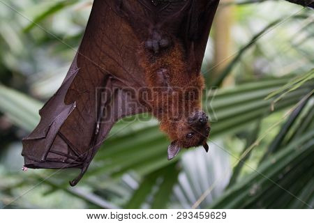 Large Malayan Flying Fox Close-up Portrait Hanging Upside Down. Pteropus