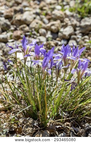 Tender, Wild Iris (iris Unguicularis Ssp. Carica) With Blue Flowers Growing In Natural Habitat Close