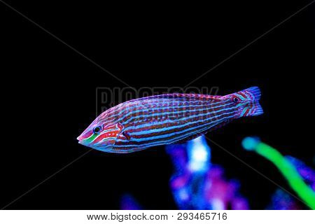 Melanurus Wrasse In Coral Reef Aquarium Tank