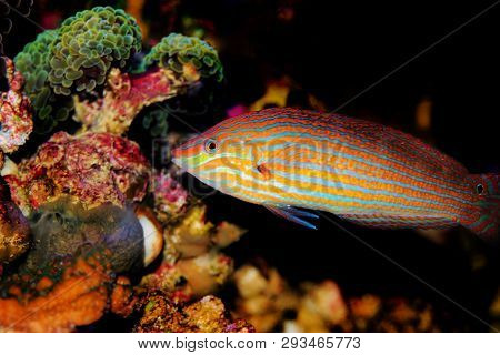 Melanurus Wrasse In Coral Reef Aquarium Tank