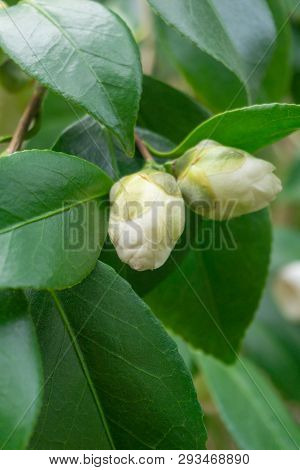 View Of A Camellia Angela Cocchi (camellia Japonica) In Spring. Close-up Of Blossoming White Buds Of