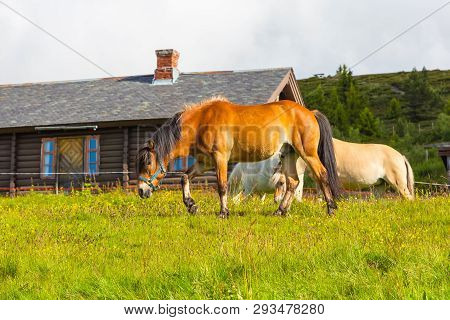 Wildlife In Norway. Scandinavian Fjord Beautiful Horses On Pasture Eat Grass On Field In Summer Rain