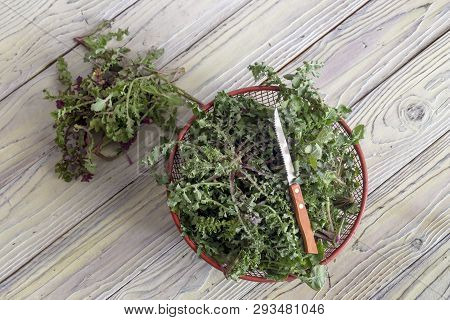 Knife And Crop Of Useful Plant Sow Thistle (sonchus Oleraceus) For Salad Lying On A Wooden Table Clo
