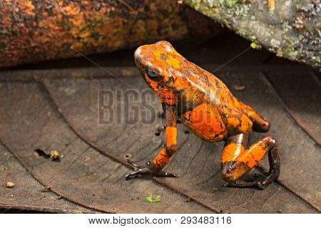 Poison dart frog, Oophaga histrionica. A small poisonous animal from the rain forest of Colombia. 
