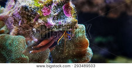 Hermit Crab Invertebrate In Fish Reef Aquarium