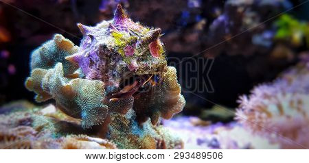 Hermit Crab Invertebrate In Fish Reef Aquarium