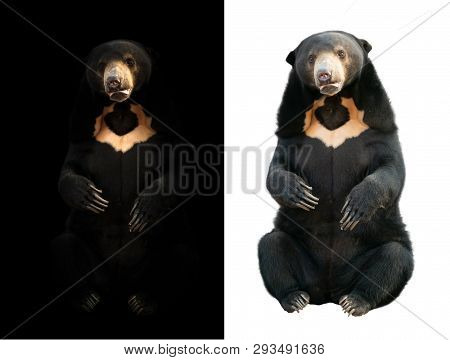Malayan Sunbear  In Dark And White Background