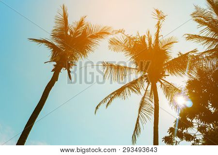 Coconut Palm Tree Beach Summer Concept Sea