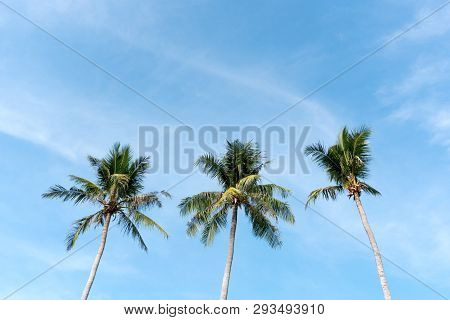 Coconut Palm Tree Beach Summer Concept Sea