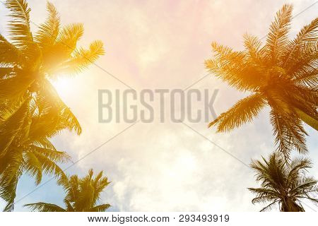 Coconut Palm Tree Beach Summer Concept Sea
