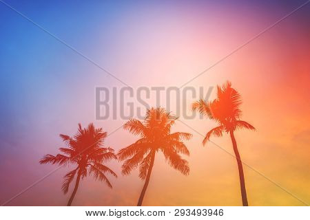 Coconut Palm Tree Beach Summer Concept Sea