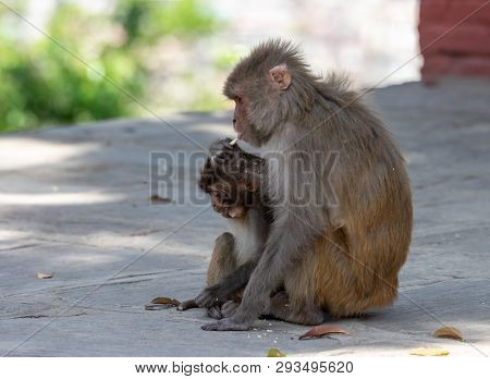 Macaque Or Macaca Eating Biscuits