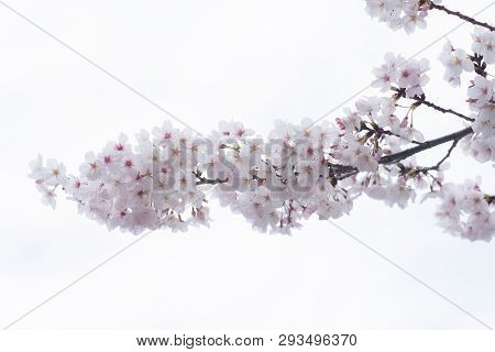 Marvelous And Beautifull Mood Of The Cherry Blossom Sakuras Of Tokyo In Japan