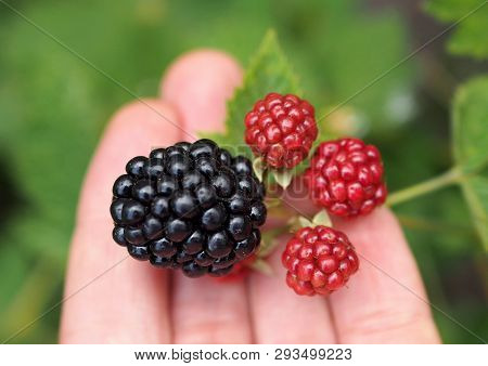 Large Berries Of Blackberry, High-quality Without Thorns