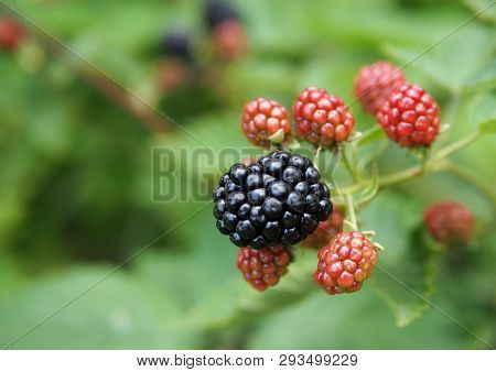 Large Berries Of Blackberry, High-quality Without Thorns