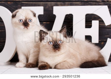 Scottish Straight And Scottish Fold Kittens. The Cats Look At The Camera. Valentine's Day Greeting C