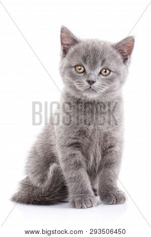Scottish Straight Kitten. Isolated On A White Background. Funny Gray Kitten