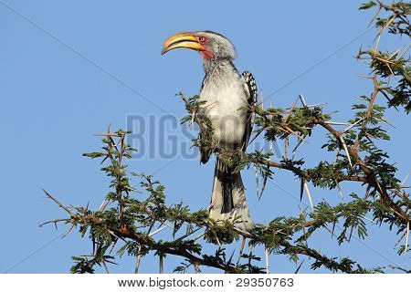 Yellow-billed Hornbill