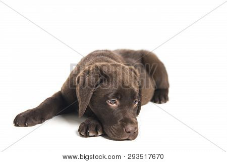 .isolated Portrait Of A Crouched Chocolate Labrador Puppy Sniffing