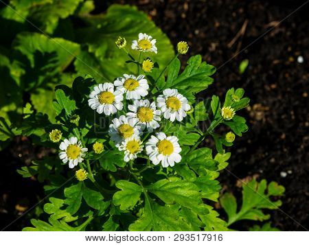 White And Yellow Flowers Of Feverfew Pyrethrum Or Tanacetum Corymbosum Close-up With Bokeh Backgroun