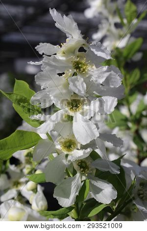The Beautiful White Flower Head Of Exochorda Kolmasprit Magical Springtime, Blooming Outdoors In The