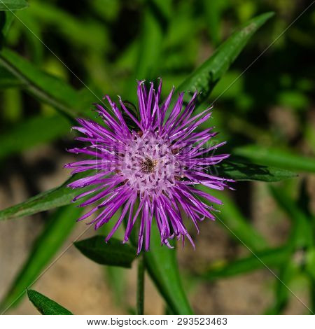 Flower Of Brown Knapweed Or Centaurea Jacea Macro, Selective Focus, Shallow Dof