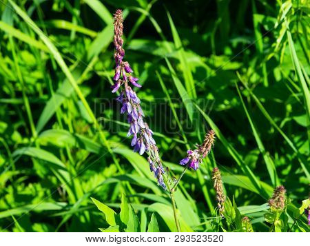 Blooming Fodder Or Eastern Galega, Galega Orientalis, In Wild Close-up, Selective Focus, Shallow Dof
