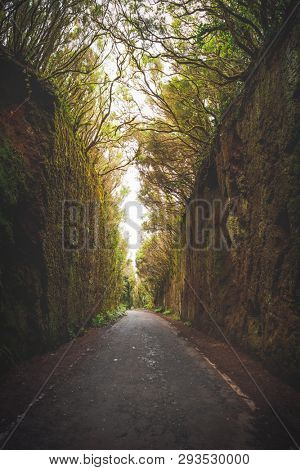 Mirador Pico del Ingles path in Anaga rural park