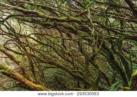 tree branches in Anaga rural park, Tenerife
