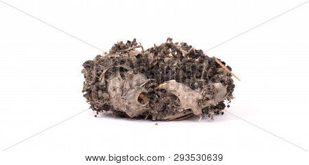 Bird Of Prey (owl), Dropping, Mouse Skull And Bones