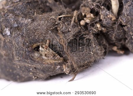 Bird Of Prey (owl), Dropping, Mouse Skull And Bones