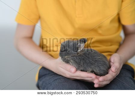 Gray Baby Rabbit In The Hands Of The Boy.